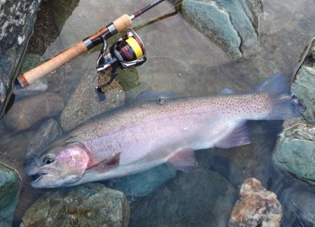 またやられた ～天竜川ルアーフライ専用区～…